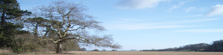 View of landscape with tree